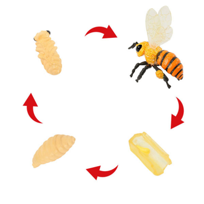 Modelo de ciclo de vida "abeja melífera", 4 piezas